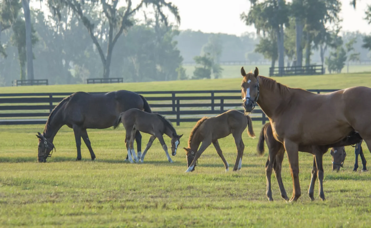 Mares and foals grazing in a closed grassy pen